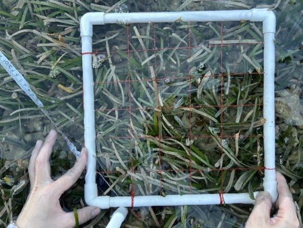 海草样方调查