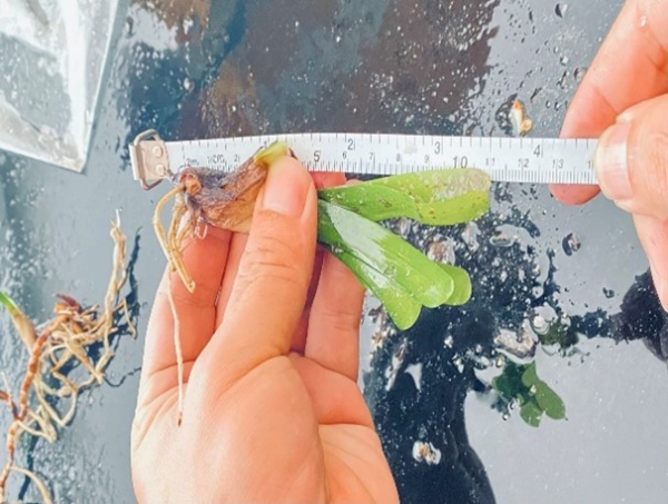 室内海草样品测量