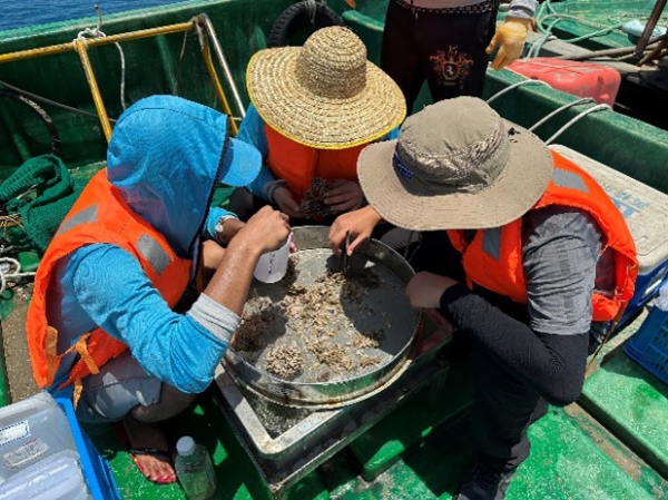 挑选大型底栖生物