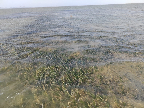 海南文昌海域海草床