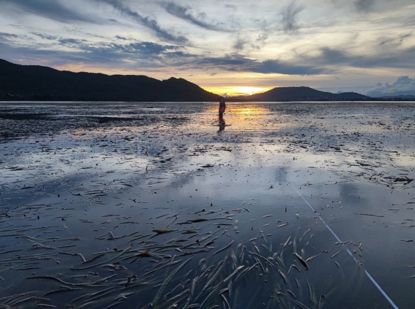 海南陵水新村港海草床